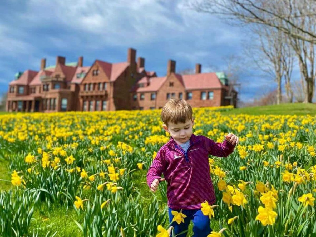 A child walks through a field of yellow daffodils near a large brick building under a partly cloudy blue sky.