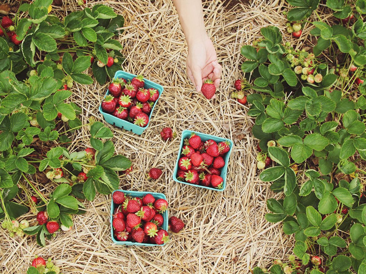 Baskets of strawberries on straw-covered ground, with a hand picking more strawberries surrounded by green leaves.