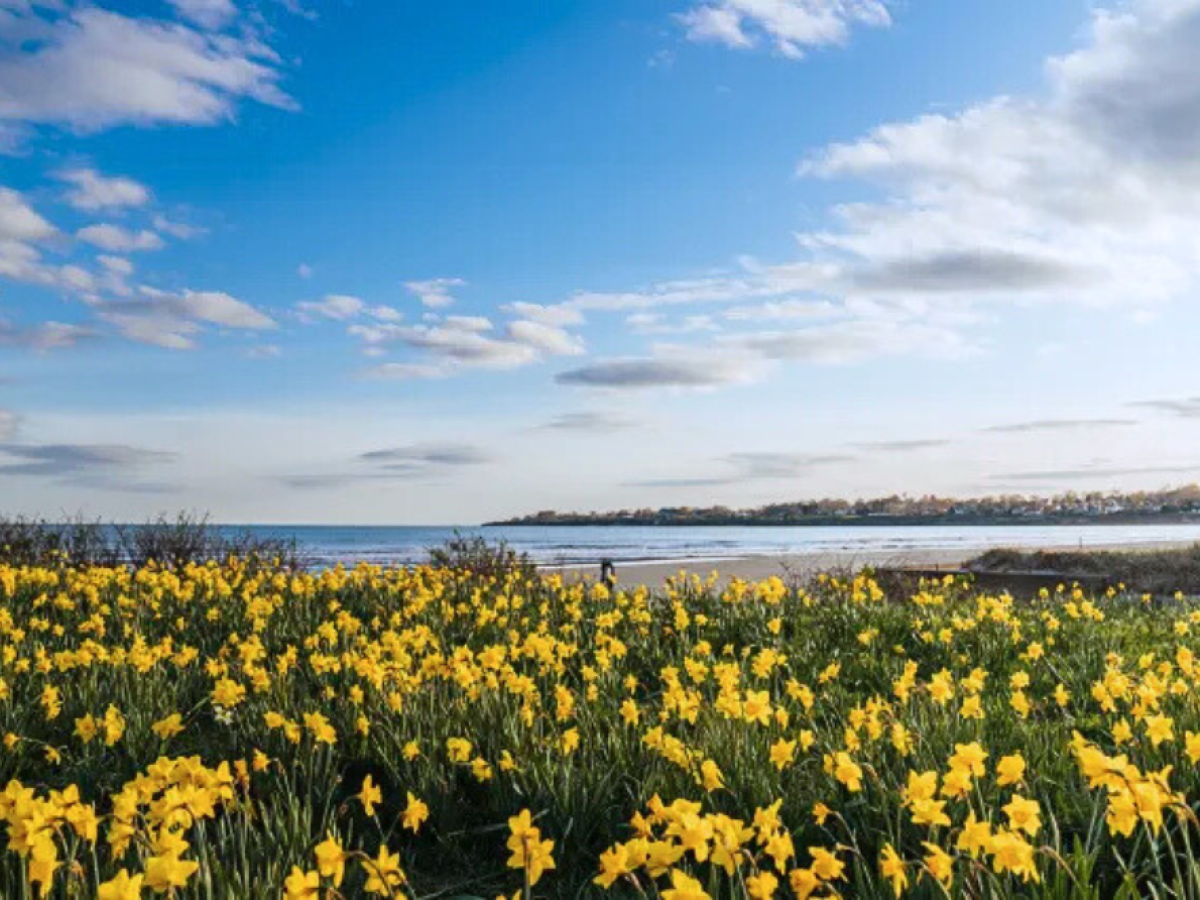 A field of yellow daffodils under a bright blue sky near a calm sea with scattered clouds in the background.