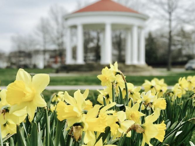 A field of bright yellow daffodils in bloom, with a white gazebo in the blurred background.