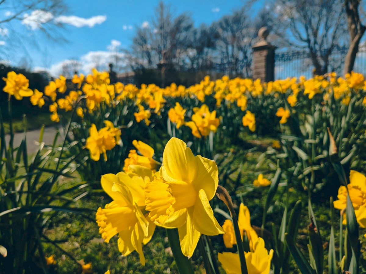 A vibrant field of bright yellow daffodils under a blue sky, with a distant monument and bare trees in the background.
